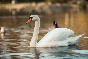 Swan