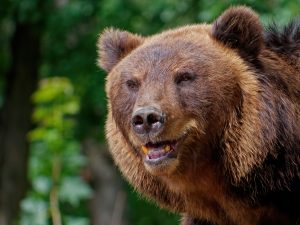 bear