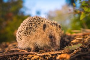 hedgehog