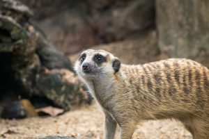 Meerkat