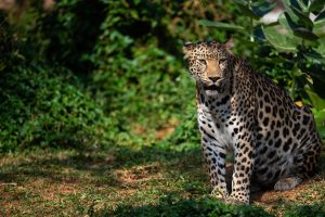 leopard