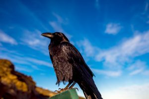 raven