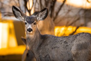 deer