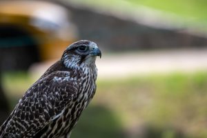 falcon