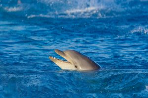 Dolphin at sea