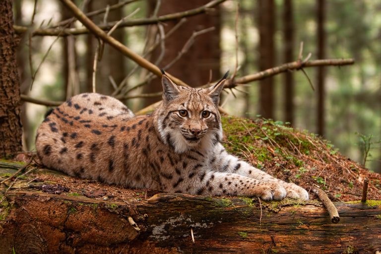 lynx