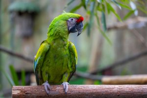 parrot