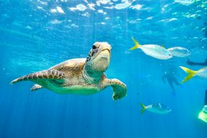 turtle
