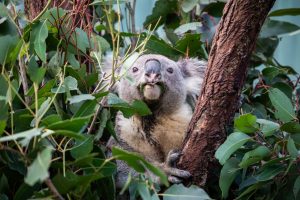 koala