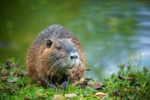 Beaver