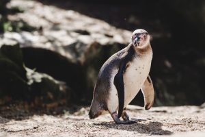 penguin