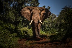 elephant