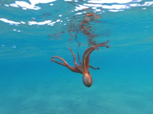 octopus