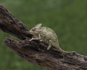 chameleon